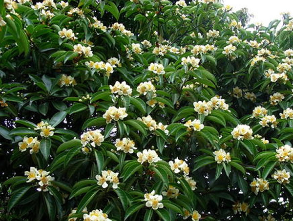 绿化苗木中的木荷有毒吗？