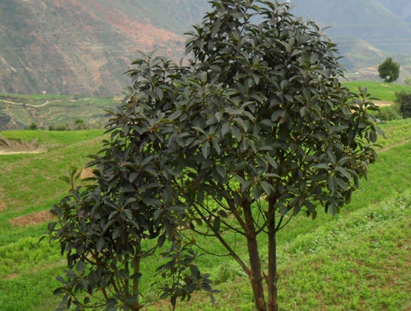 木荷为何素有“烧不死”之称？