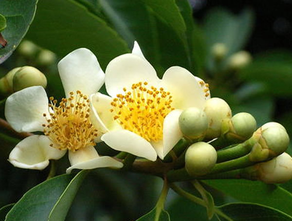 木荷的生长环境是怎样的？