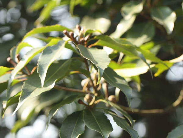 木荷种植什么时候能开花？