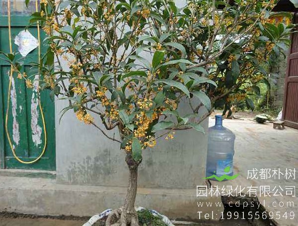 佛顶珠桂和日香桂有哪些区别？