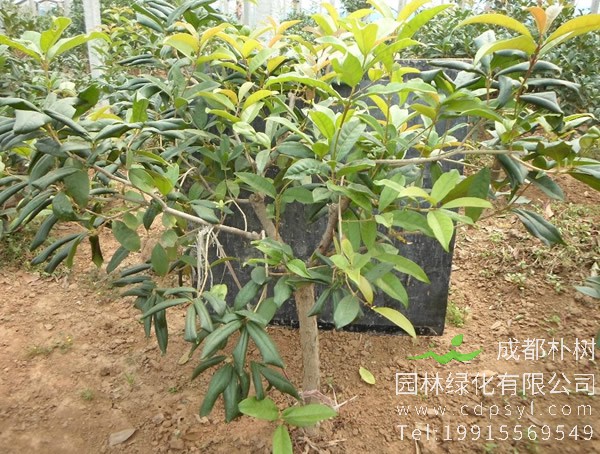 日香桂对身体有害吗？