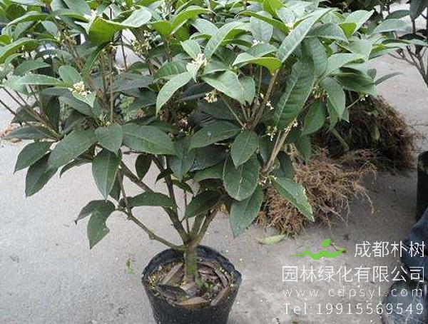 日香桂的主要价值有哪些？