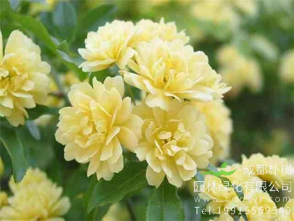 木香花