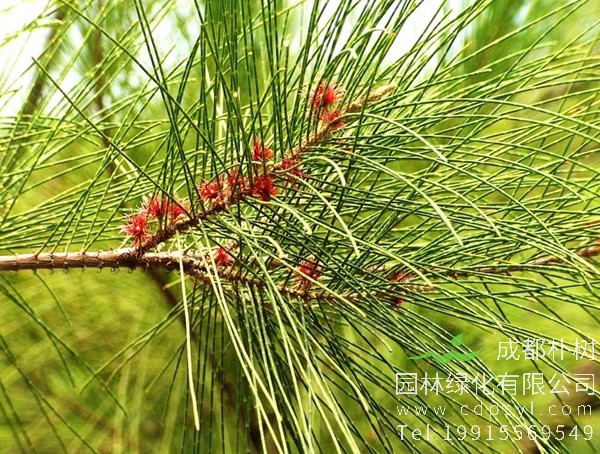 木麻黄是种什么样的树？