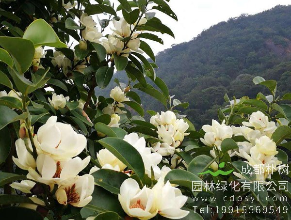 深山含笑图片-形态特征-生长分布以及主要价值