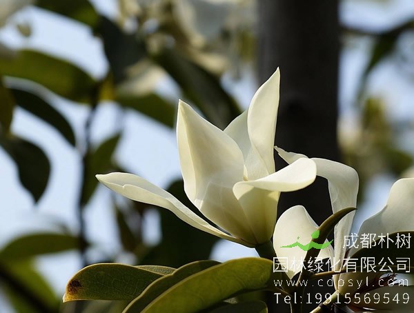 深山含笑图片-形态特征-生长分布以及主要价值