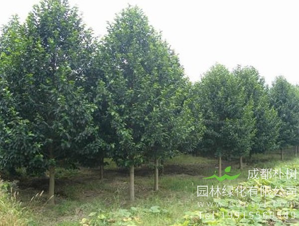 深山含笑适合在北方种植吗？