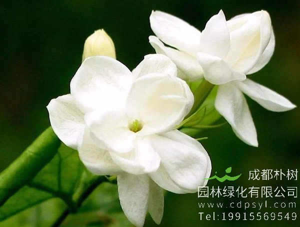 栀子花和深山含笑有哪些不同？