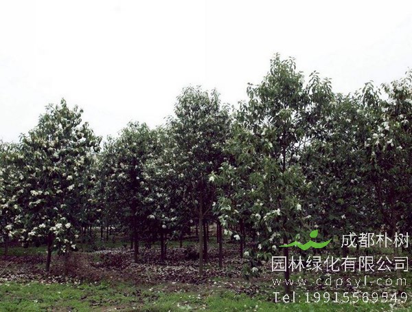 深山含笑图片-形态特征-生长分布以及主要价值