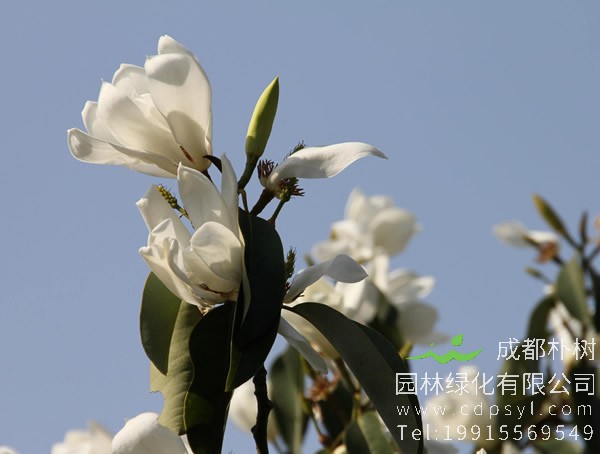 栀子花和深山含笑有哪些不同？