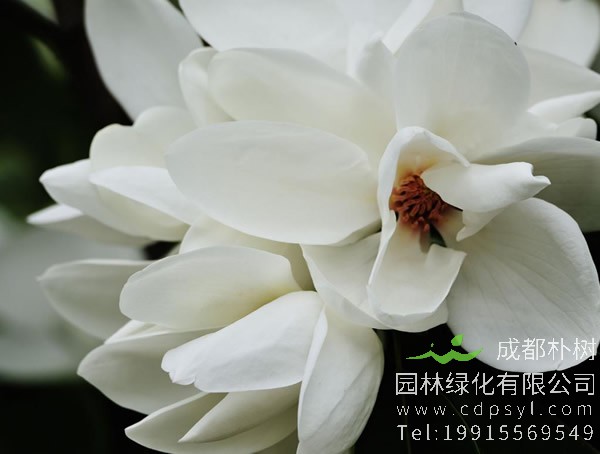 深山含笑的主要价值有哪些？