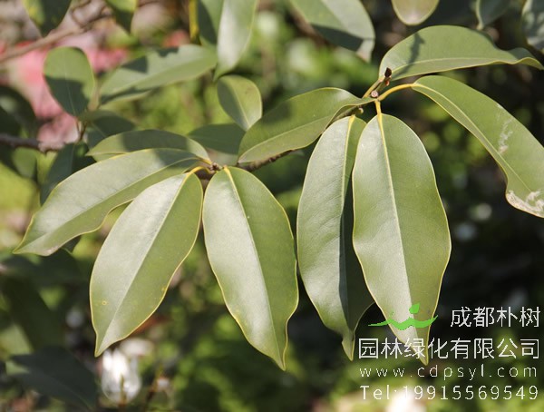 深山含笑的主要价值有哪些？