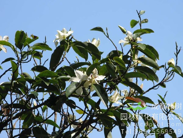 深山含笑的花语和传说分别是什么？