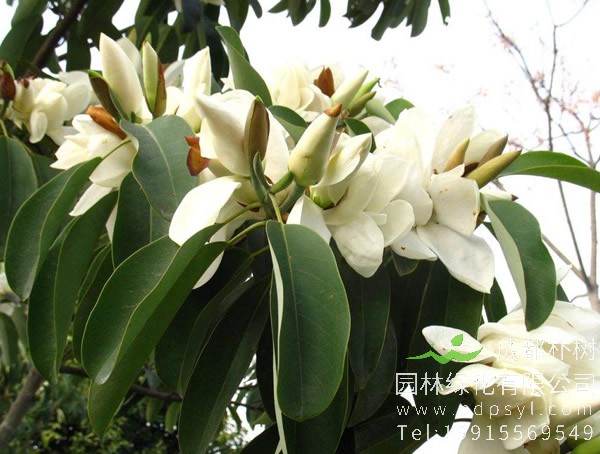 深山含笑的果子可以吃吗？