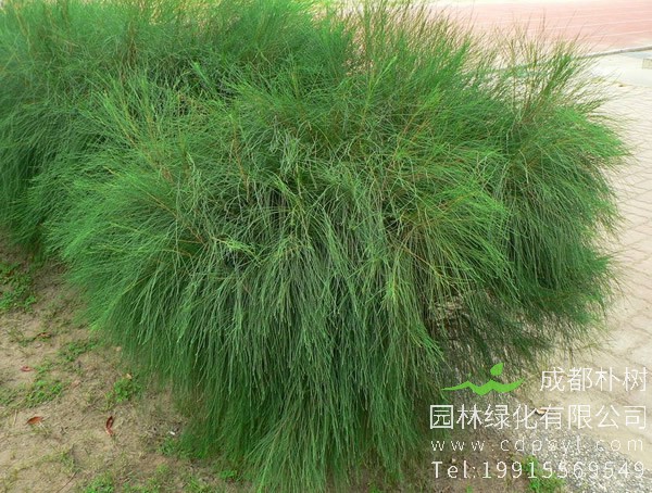 木麻黄的生长习性有哪些？