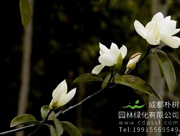 深山含笑的花语和传说分别是什么？