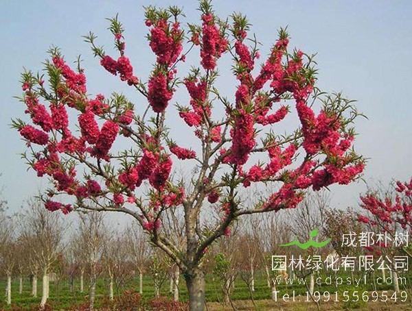 碧桃图片-形态特征-生长环境-分布范围-主要价值以及植物文化