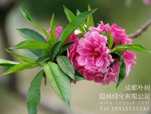 碧桃图片-形态特征-生长环境-分布范围-主要价值以及植物文化