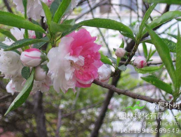 碧桃的繁殖方法以及栽培技术介绍