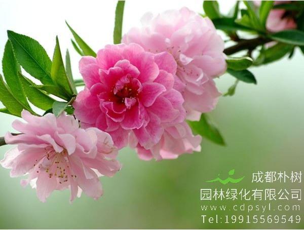 碧桃图片-形态特征-生长环境-分布范围-主要价值以及植物文化