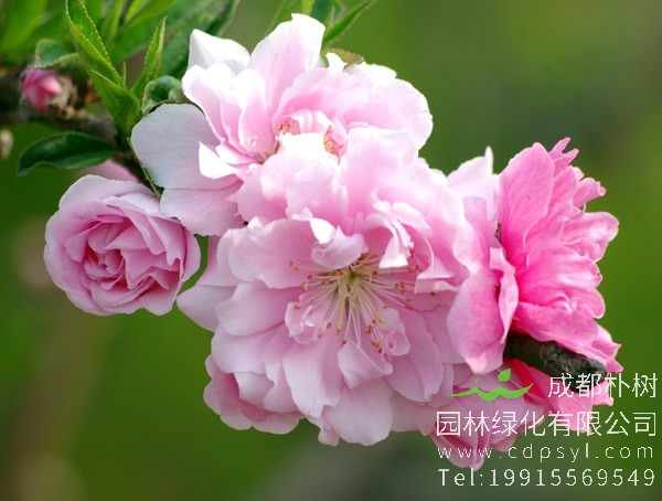 红叶碧桃每平方米种植多少棵比较好？