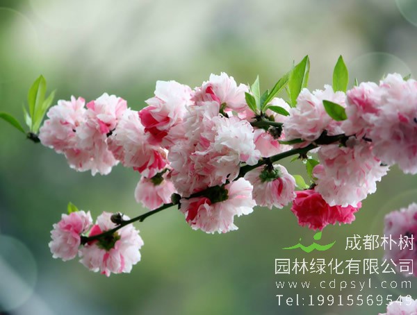 红叶碧桃每平方米种植多少棵比较好？