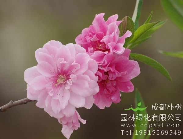 红叶碧桃每平方米种植多少棵比较好？