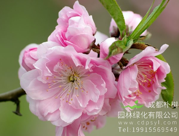 碧桃在贵州能够种植吗？