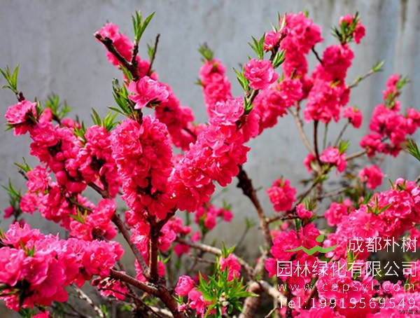 碧桃在贵州能够种植吗？