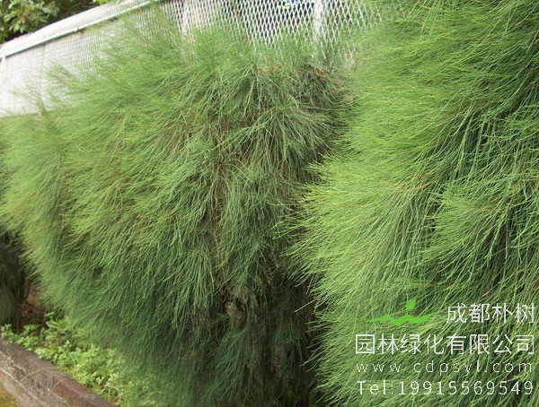 木麻黄的植物形态是怎样的？