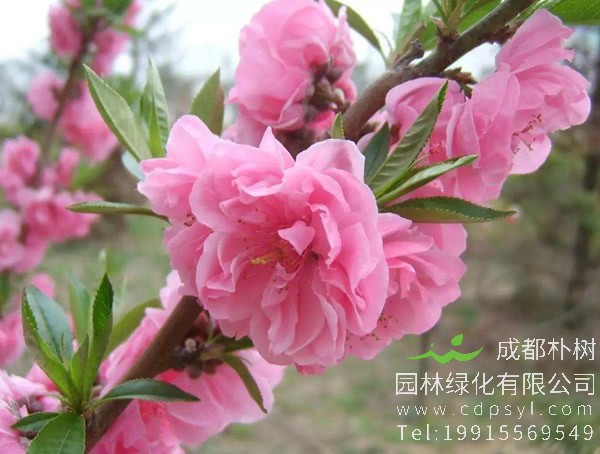 碧桃应该怎么整形以及修剪？