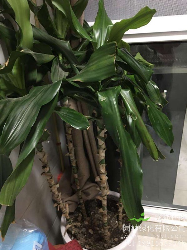 也门铁图片-形态特征-产地生境以及主要价值