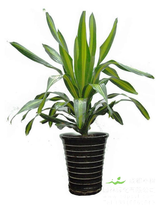 也门铁图片-形态特征-产地生境以及主要价值