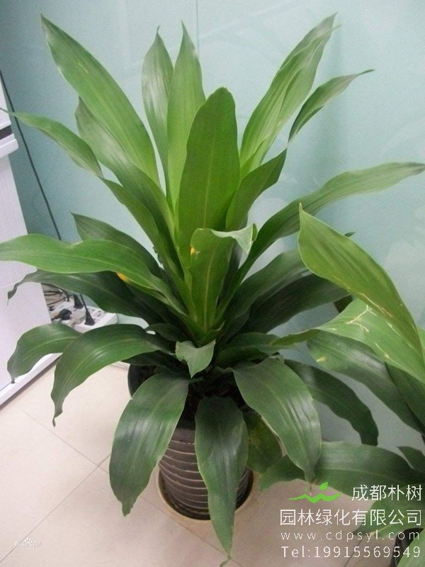 也门铁花香有毒吗？可不可以把花剪掉？