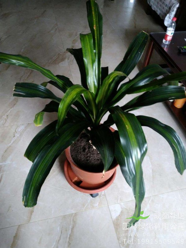 也门铁几天浇一次水比较好？