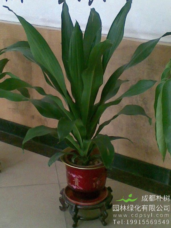 也门铁能放在卧室吗？