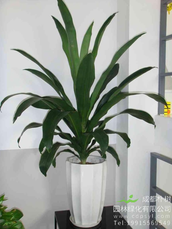 关于也门铁剪枝的几个问题