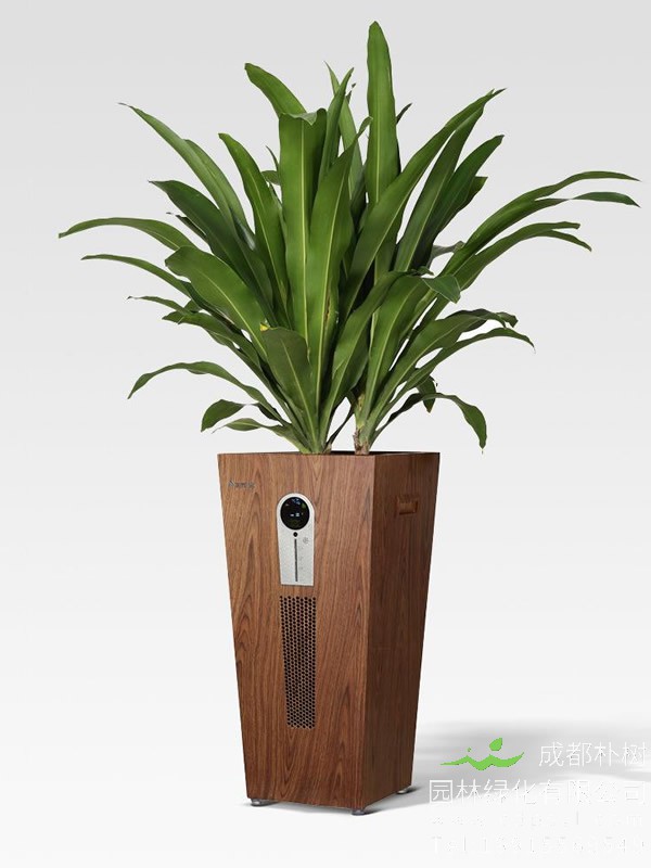 关于也门铁剪枝的几个问题