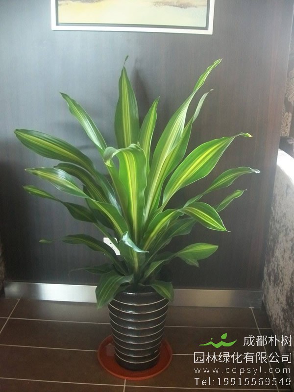 也门铁和巴西铁的区别有哪些？