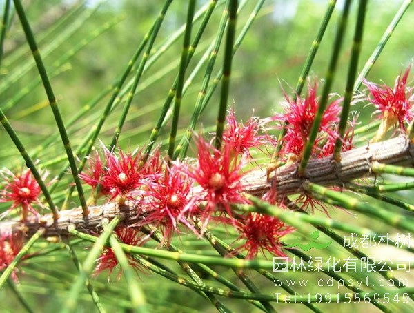 木麻黄的栽培技术有哪些？