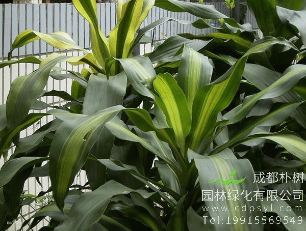 也门铁和巴西铁的区别有哪些？