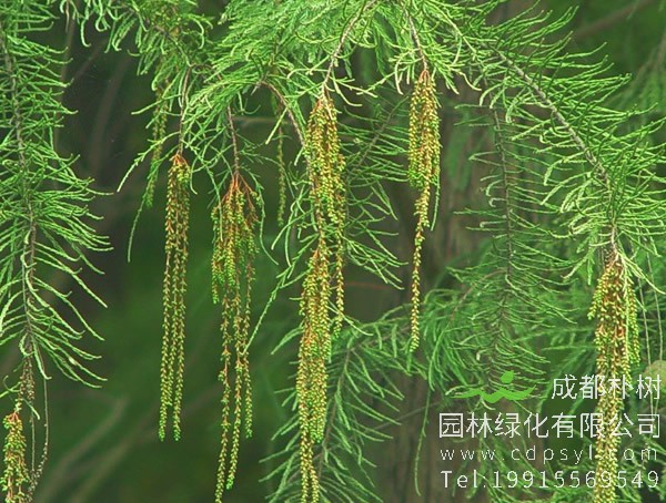 池杉图片-形态特征-生长环境-分布范围以及主要价值