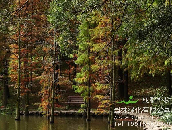 池杉图片-形态特征-生长环境-分布范围以及主要价值