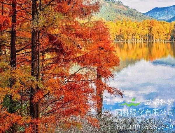 池杉图片-形态特征-生长环境-分布范围以及主要价值