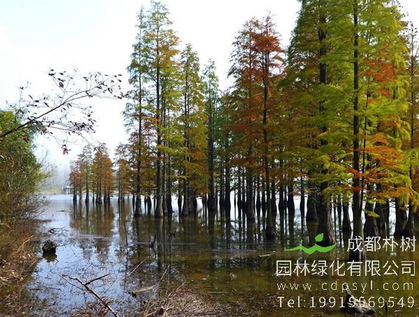 池杉图片-形态特征-生长环境-分布范围以及主要价值