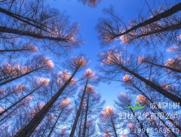 池杉的生长习性是怎样的？