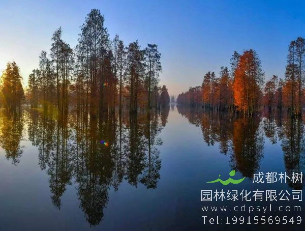 池杉的生长习性是怎样的？