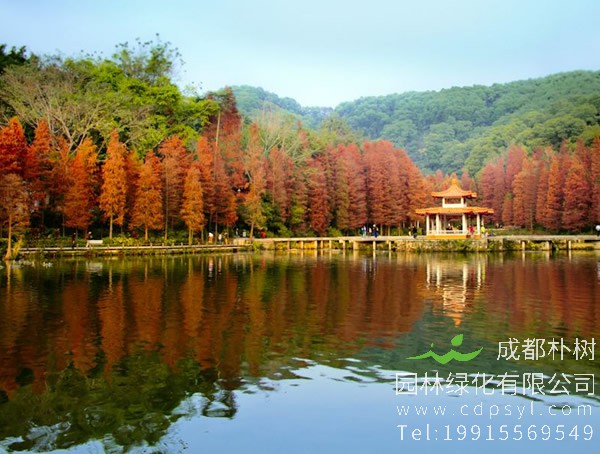 池杉有哪些作用？