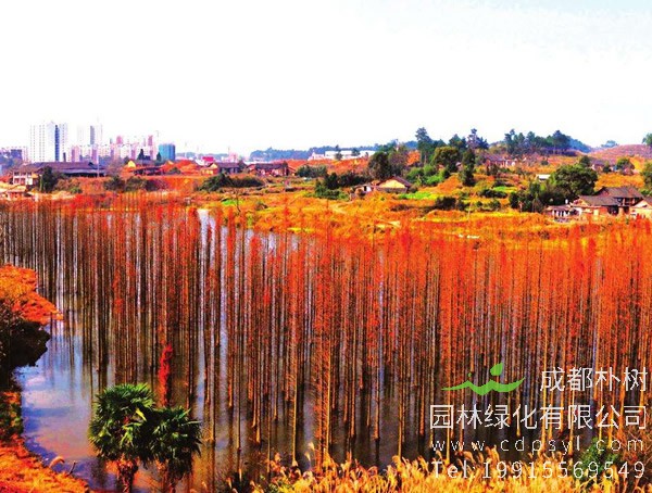 池杉移植需注意哪些事项？